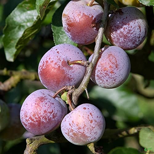 Terrassenobst Pflaume Wangenheims Kleinobst Balkonobst Birnenbaum 80-120 cm Lieferhöhe | selbstfruchtend von pille baumschulen