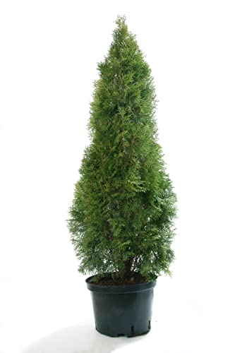 Thuja Smaragd Lebensbäume Heckenpflanzen immergrün Lebensbaum 40-60 cm von pille baumschulen