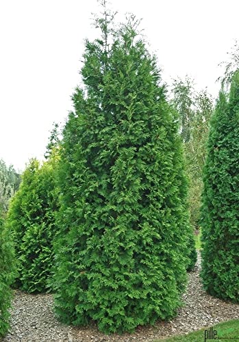 Thuja occidentalis Brabant Lebensbaum Koniferen 40-60 cm Heckenpflanzen beste Qualität von pille baumschulen