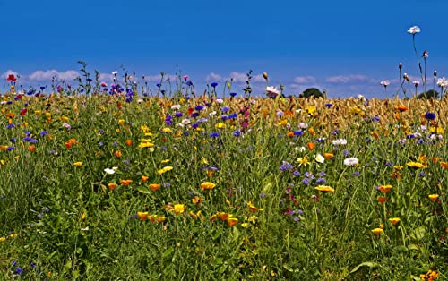 Turfquick Saatvlies WildSeedbombs insektenfreundliche Wildblumen Set | 2500 + Samen inkl. Dünger auf 5 m² im Saatvlies | von pille baumschulen