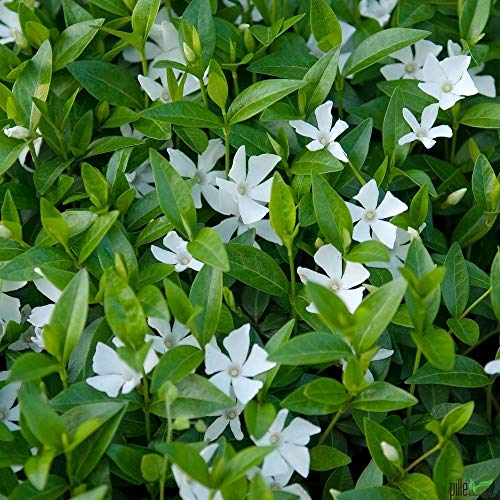 Vinca minor alba immergrüner Bodendecker winterhart 5-7 Triebe pro Topf weiß (20 Stück) von pille baumschulen