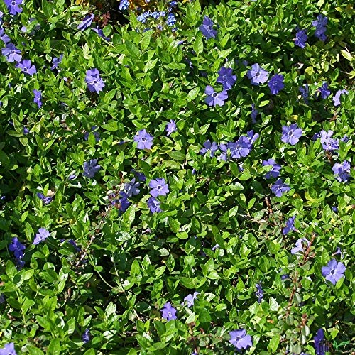 Vinca minor immergrüner Bodendecker winterhart 5-7 Triebe pro Topf violett blau (10 Stück) von pille baumschulen