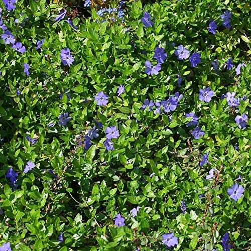 Vinca minor immergrüner Bodendecker winterhart 5-7 Triebe pro Topf violett blau (20 Stück) von pille baumschulen