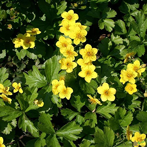 Waldsteinia ternata Golderdbeere Waldsteinie Bodendecker winterhart im Topf (20 Stück) von pille baumschulen