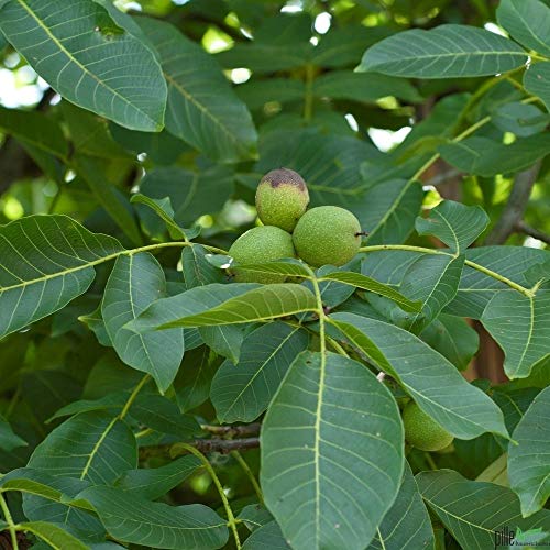 Walnuss Baum winterhart Juglans regia Sämling Obstbaum Walnussbaum 60-80 cm im Topf von pille-baumschulen