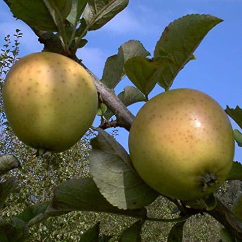 Winterapfel Golden Delicious Busch saftig aromatisch kleinbleibend lange Lagerfähig von pille baumschulen