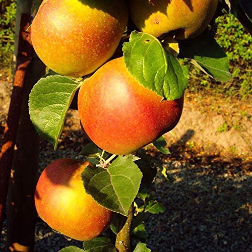 Winterapfel 'Roter Boskoop' – Apfelbaum kleinbleibend | 2-jährig im Topf | Saftig, Süß-Säuerlich, Perfekt zum Backen & Apfelmus von pille baumschulen