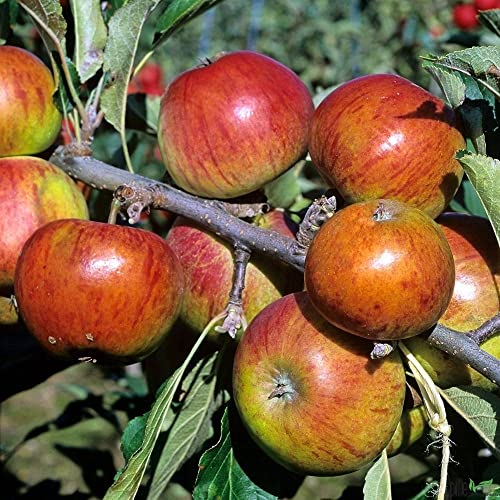 Balkonobst Apfel Cox orange Kleinobst Terrassenobst Apfelbaum 80-120 cm Lieferhöhe |malus domestica cox orange | Befruchter Elstar, Golden Del., Goldparmäne, Ingrid Marie, Klarapfel von pille baumschulen