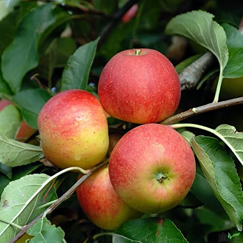 Balkonobst Apfel Elstar Kleinobst Terrassenobst Apfelbaum 80-120 cm Lieferhöhe | endgültige Höhe bis max 300 cm | malus domestica 'Elstar' | Befruchter Cox Orange und Golden Delicious von pille baumschulen