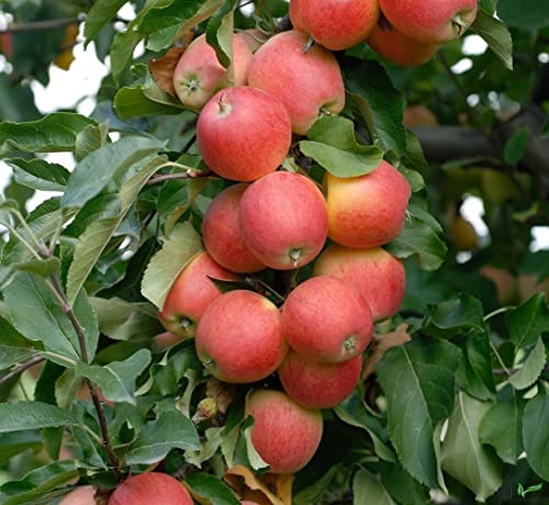 Balkonobst Apfel Gala Kleinobst Terrassenobst Apfelbaum 80-120 cm Lieferhöhe | endgültige Höhe bis max 300 cm | malus domestica 'Gala' | Befruchter Cox Orange und Gloster von pille baumschulen