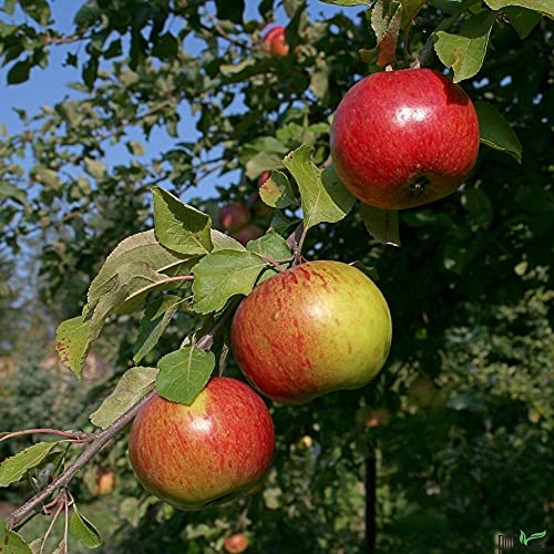 Balkonobst Apfel Gravensteiner Kleinobst Terrassenobst Apfelbaum 80-120 cm Lieferhöhe | malus domestica 'Gravensteiner' | Befruchter Cox Orange, Goldparmäne, Golden Delicious, Ingrid Marie, Klarapfel von pille baumschulen