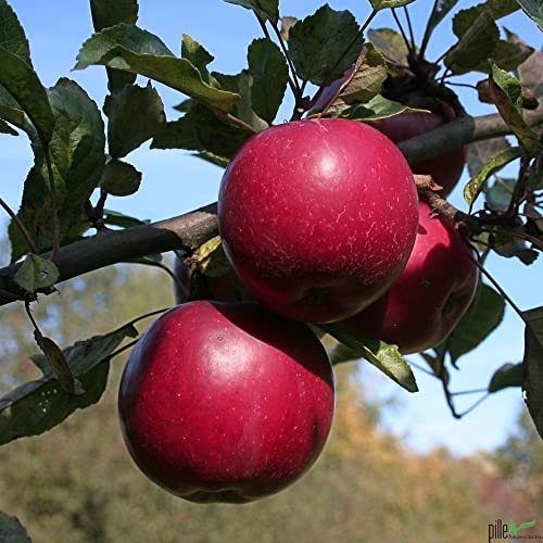 Balkonobst Apfel Idared Kleinobst Terrassenobst Apfelbaum 80-120 cm Lieferhöhe | endgültige Höhe bis max 300 cm | malus domestica 'Idared' | Befruchter Golden Delicious, Goldparmäne, Ingrid Marie von pille baumschulen