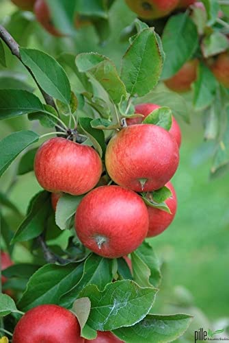 Balkonobst Apfel Topaz Kleinobst Terrassenobst Apfelbaum 80-120 cm Lieferhöhe | endgültige Höhe bis max 300 cm | malus domestica ' Topaz' | Befruchter Cox Orange, Gloster, Goldparmäne von pille baumschulen