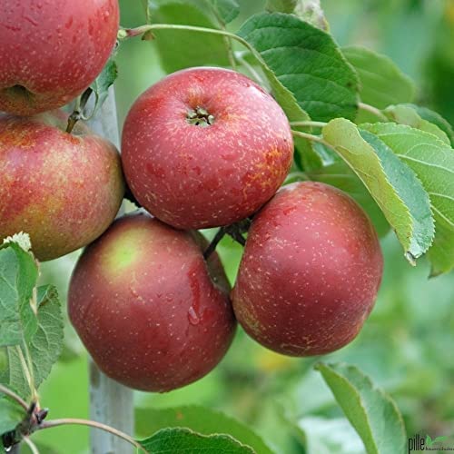 Balkonobst Apfel roter Boskoop Kleinobst Terrassenobst Apfelbaum 80-120 cm Lieferhöhe | endgültige Höhe bis max 300 cm | malus domestica ' roter Boskoop' | Befruchter Cox Orange, Gloster, Goldparmäne von pille baumschulen