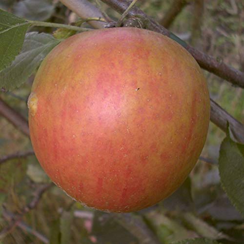 aromatischer Herbstapfel Holsteiner Cox Apfelbaum 2-jährig Busch 120-150 cm von pille baumschulen