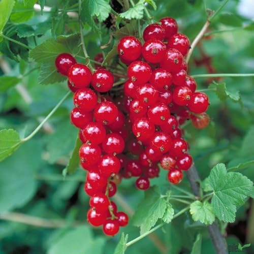 große Rote Johannisbeere Jonkheer van Tets leckere Früchte 40-60 cm Busch Form von pille baumschulen