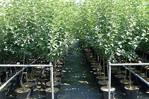 saftiger Sommerapfel Jamba Apfelbaum kleinbleibend 2-jährig Busch ca 3m hoch werdend saftiger Sommerapfel Jamba Apfelbaum kleinbleibend 2-jährig Busch ca 3m hoch werdend von pille baumschulen