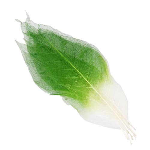 Natürliche Magnolien-Skelettblätter zum Basteln, 12,7 - 15,2 cm, getrocknete Blätter für DIY-Projekte, Blumenarrangements, Hochzeitsdekorationen, Kaffeefarbe: Grün + Weiß, 50 Stück von pistro