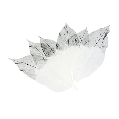 Natürliche Magnolien-Skelettblätter zum Basteln, getrocknete Blätter für DIY-Projekte, Blumenarrangements, Hochzeitsdekorationen, Kaffeefarbe: Schwarz + Weiß, 50 Stück von pistro