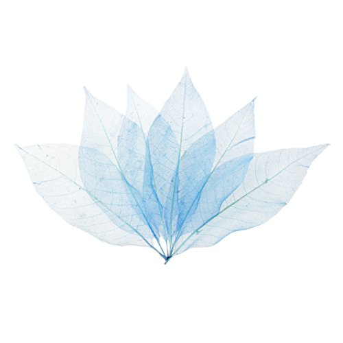 pistro 50pcs Skelettblätter Schleierblätter Gepresste getrocknete Blätter Natur Magnolia DIY Scrapbooking Karten Basteln Lesezeichen Weiß- Blau von pistro