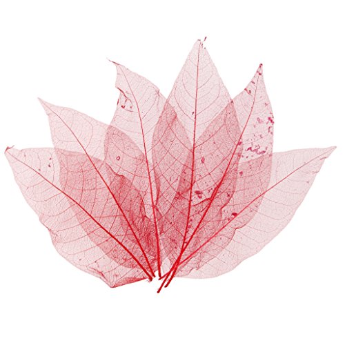 pistro 50pcs Skelettblätter Schleierblätter Gepresste getrocknete Blätter Natur Magnolia DIY Scrapbooking Karten Basteln Lesezeichen Weiß- Rot von pistro