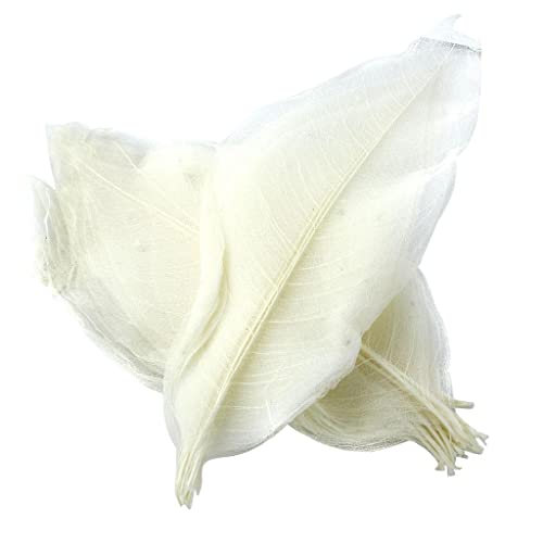 pistro 50pcs Skelettblätter Schleierblätter Gepresste getrocknete Blätter Natur Magnolia DIY Scrapbooking Karten Basteln Lesezeichen Weiß- Weiß pistro 50pcs Skelettblätter Schleierblätter Gepresste getrocknete Blätter Natur Magnolia DIY Scrapbooking Karten Basteln Lesezeichen Weiß- Weiß von pistro