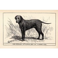 1900 Antik Curly Coated Retriever Print Wall Art Decor Ch Tiverton Best Lad Jagdhund R H Moore Illustration Lodge Cabin 6624F von plaindealing