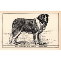 1900 Antike Bernhardiner Druck Champion Sir Bedivere Hund Kunst R H Moore Illustration Jagdhaus Cabin Decor 6631N von plaindealing