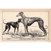1900 Antike Greyhound Und Whippet Print Champion Real Jam Dog Art R H Moore Illustration Jagdhaus Cabin Decor 10785S 1900 Antike Greyhound Und Whippet Print Champion Real Jam Dog Art R H Moore Illustration Jagdhaus Cabin Decor 10785S von plaindealing