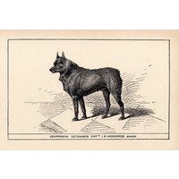 1900 Antike Schipperke Print Wall Art Decor Champion Zwarte Piot Dog R H Moore Illustration Bauernhaus Home 6641Y von plaindealing