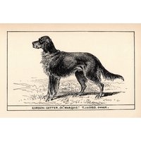 1900 Antikegordon Setter Druck Champion Marquis Jagdhund Kunst R H Moore Illustration Jagdhaus Cabin Decor 6621C von plaindealing