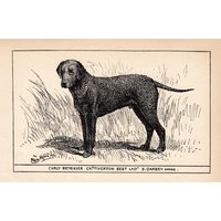 1900 Antiker Curly Coated Retriever Druck Wandkunst Dekor Ch Tiverton Bester Lad Jagdhund R H Moore Illustration Hütte 10790x 1900 Antiker Curly Coated Retriever Druck Wandkunst Dekor Ch Tiverton Bester Lad Jagdhund R H Moore Illustration Hütte 10790x von plaindealing