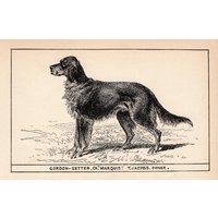 1900 Antiker Gorden Setter Druck Champion Marquis Jagdhund Kunst R H Moore Illustration Jagdhaus Cabin Decor 10792Z von plaindealing