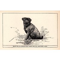 1900 Antiker Mops Druck Champion Duke Beira Hund Kunstdruck R H Moore Illustration Bauernhaus Dekoration 10780 M 1900 Antiker Mops Druck Champion Duke Beira Hund Kunstdruck R H Moore Illustration Bauernhaus Dekoration 10780 M von plaindealing