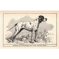 1900 Antiker Pointer Print Champion Devonshire Dan Art Jagdhund R H Moore Illustration Jagdhütte Cabin Decor 6619A von plaindealing