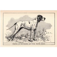 1900 Antiker Zeiger-Druck-Champion Devonshire Dan-Zeiger-Kunst-Jagdhund-Kunst R H Moore Illustration-Jagdschloss-Kabinen-Dekor-6619A von plaindealing