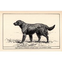 1900 Antique Flat-Coated Retriever Print Champion Right Away Jagdhund Art R H Moore Illustration Jagdhütte Cabin Decor 6623E von plaindealing