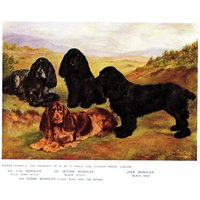 1911 Antike Cocker Spaniel Druck Wand Kunst Dekor Bowdler Lilian Cheviot Illustration 8098F von plaindealing