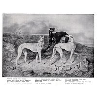 1911 Antiker Greyhound-Druck-Wand-Kunst-Dekor Waterloo-Cup-Gewinner Cerito-Mockingbird-Hughie-Graham-Greyhounds-Illustrations-Innendekor 8094B von plaindealing