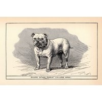 1912 Antike Bulldogge Print Wall Art Decor Champion Lady Rozelle Hund R H Moore Illustration Bauernhaus Home 4983A von plaindealing