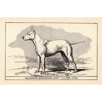 1912 Antique Bullterrier Druck Champion Sherbourne Königin Hund Art R H Moore Illustration Bauernhaus Kabine Dekor 7745G von plaindealing