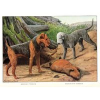 1927 Antik Airedale Terrier Druck Bedlington Louis Fuertes Hund Kunst Illustration Galerie Wand Geburtstagsgeschenk 3479J von plaindealing