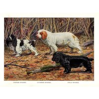1927 Cocker Clumber Field Spaniel Druck Louis Fuertes Illustration Galerie Wandkunst Geburtstagsgeschenk 8977G von plaindealing