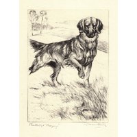 1930 Antiker Golden Retriever Druck Vernon Stokes Rebhuhn Jagd Hund Wand Kunst Illustration Hütte Cottage Dekor Vs 7045H von plaindealing