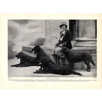 1930Er Antike Flat Coated Retriever Print Atherbram Und Miss Phizacklea Geburtstag Geschenkidee 11063V von plaindealing