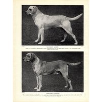 1930Er Jahre Antique Labrador Retriever Druck Banchory Kennels Badrock Und Slider Gelb Lab Geburtstag Geschenk Idee 8413H von plaindealing