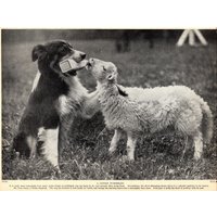 1930Er Jahre Schäferhund Hund Flasche Füttern Lamm Saison Landwirtschaft Thema Druck Geschenkidee 7150R von plaindealing