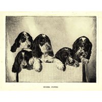 1935 Antiker Springer Spaniel Hund Kunstdruck Schöner Malcolm Nicholson Illustration Wand Kunst Dekor Geschenk Zum Geburtstag Mn 8016 von plaindealing