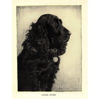 1935 Antique Cocker Spaniel Hund Art Print Lovely Malcolm Nicholson Illustration Wand Kunst Dekor Geschenk Zum Geburtstag Mn 598A von plaindealing