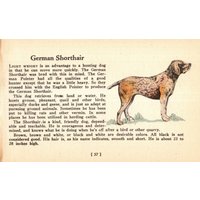 1938 Kleiner Deutscher Kurzhaariger Vorstehhund Druck Miniatur Größe Illustration Geburtstagsgeschenk Für Hundeliebhaber 10484B von plaindealing
